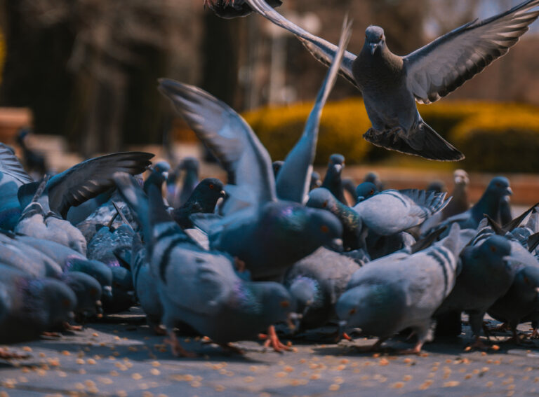 pigeons