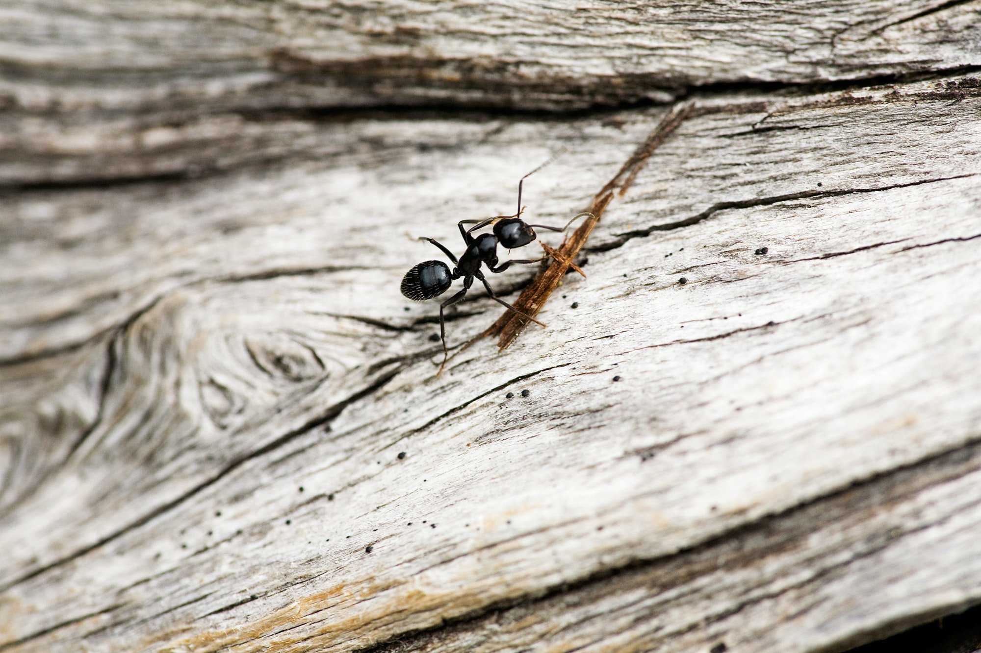 Ant Macro