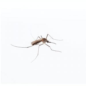 mosquito