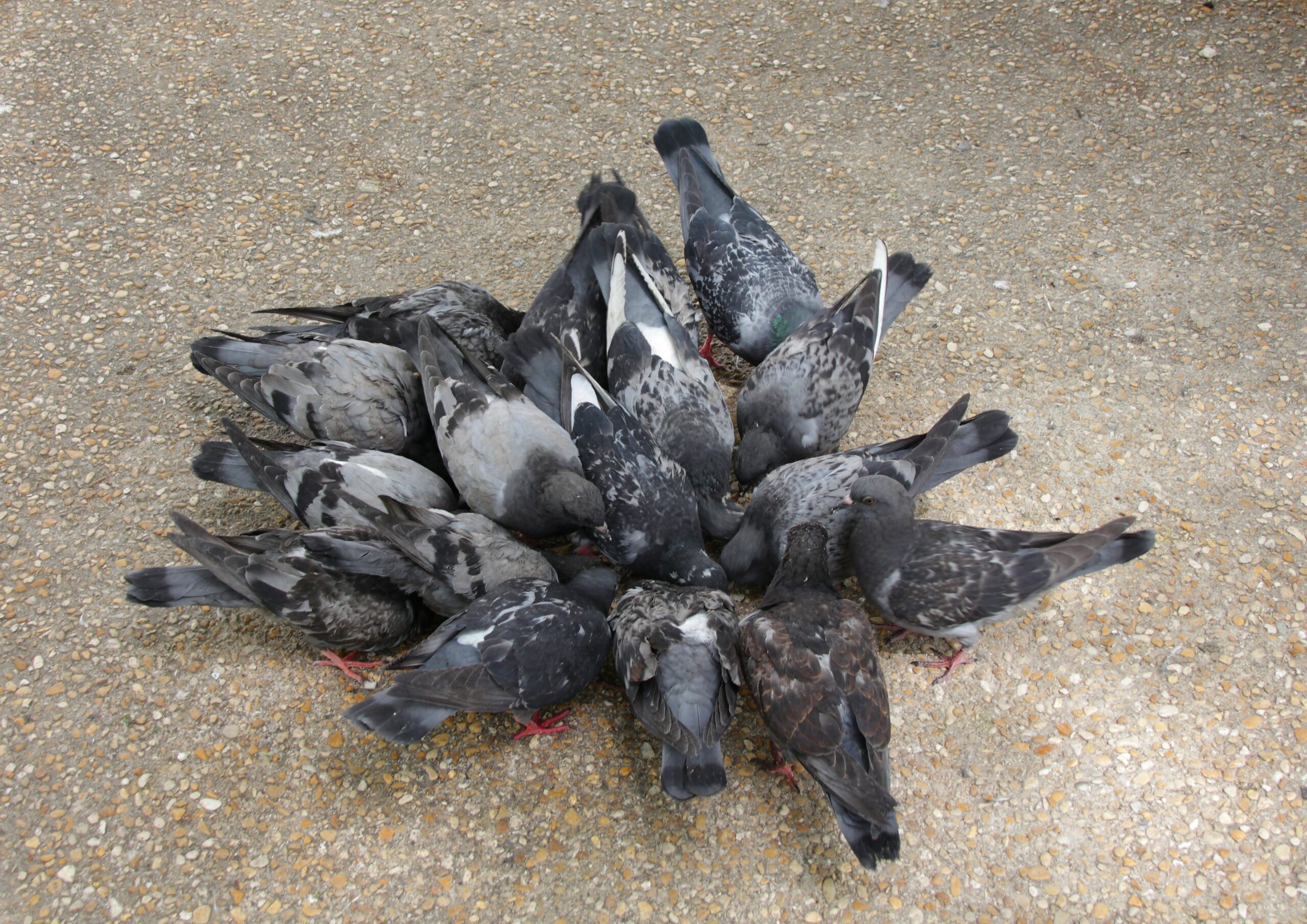 pigeons